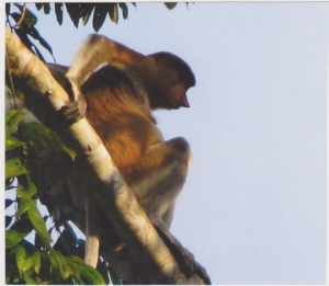 A pesky proboscis monkey.